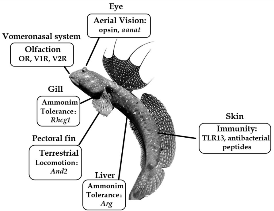 Summary of important genes related to the amphibious lifestyle of mudskippers. The blue-spotted mudskipper (B. pectinirostris, BP) is jumping on the mudflat. Abbreviations: aanat, aralkylamine N-acetyltransferase; And2, actinodin 2; Arg, arginase; Rhcg1, Rhesus C glycoprotein 1; TLR13, Toll-like receptor 13.