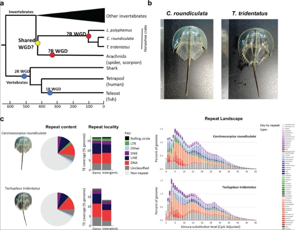 This phylogeny maps whole genome duplications across animals, hinting at shared ancestry with arachnids like spiders and scorpions. The images showcase Carcinoscorpius rotundicauda and Tachypleus tridentatus, two species with assembled genomes helping scientists decode their ancient genomic history.