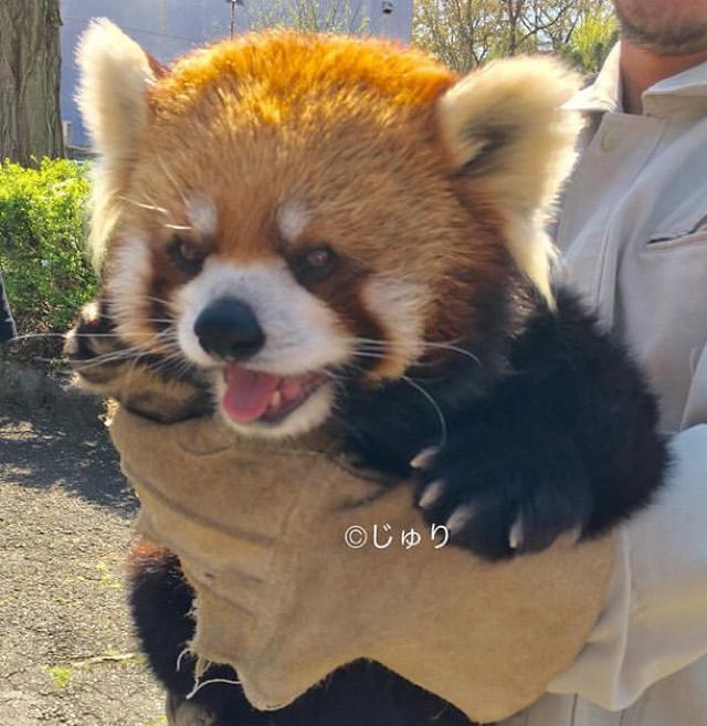 A very excited red panda is being held forward by a keeper, there is a small ©️じゅり watermark