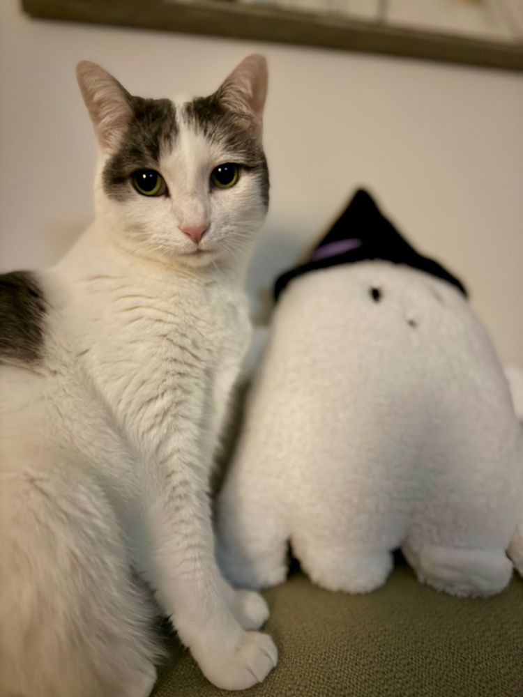 Cat with a pillow that is a ghost with a witch hat. She was suspicious of it at first but now likes it and poses with it for photos. 