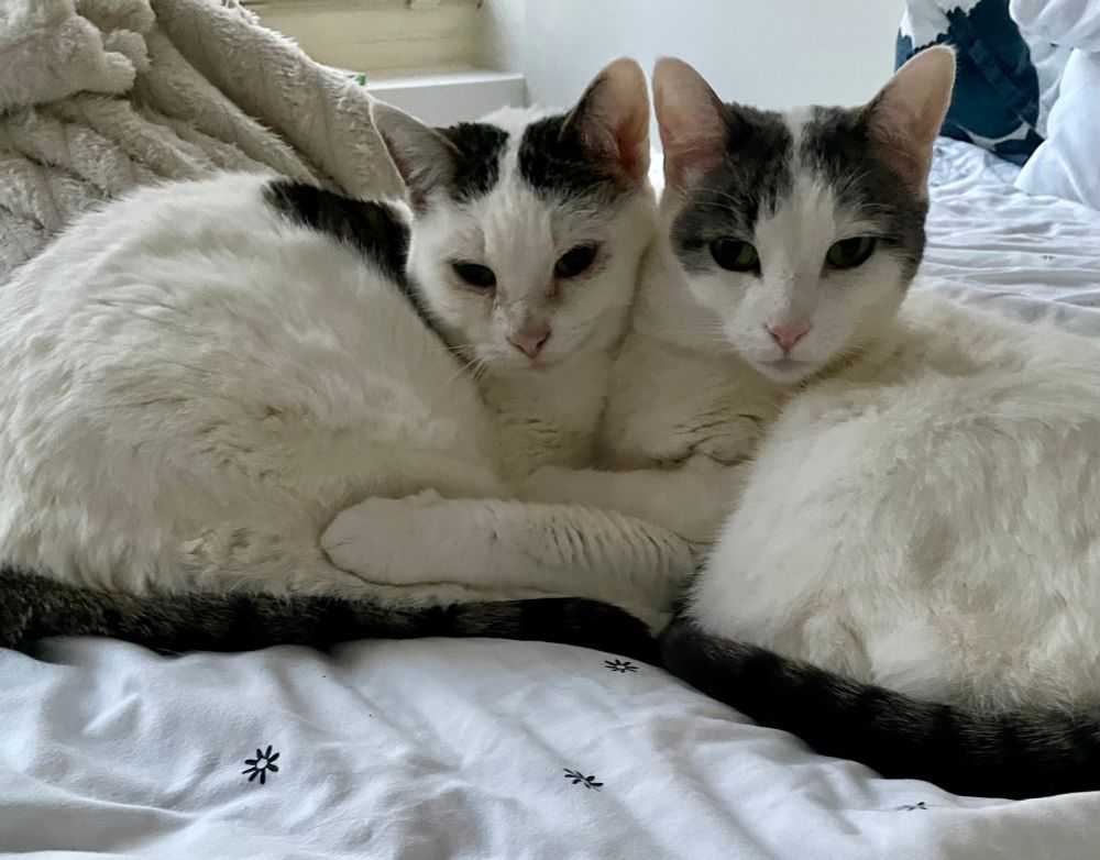 My cats, starlight and twinkle, on top of my bed, acting as though it’s their own, and they are embracing each other… and twinkle is even smiling a little bit