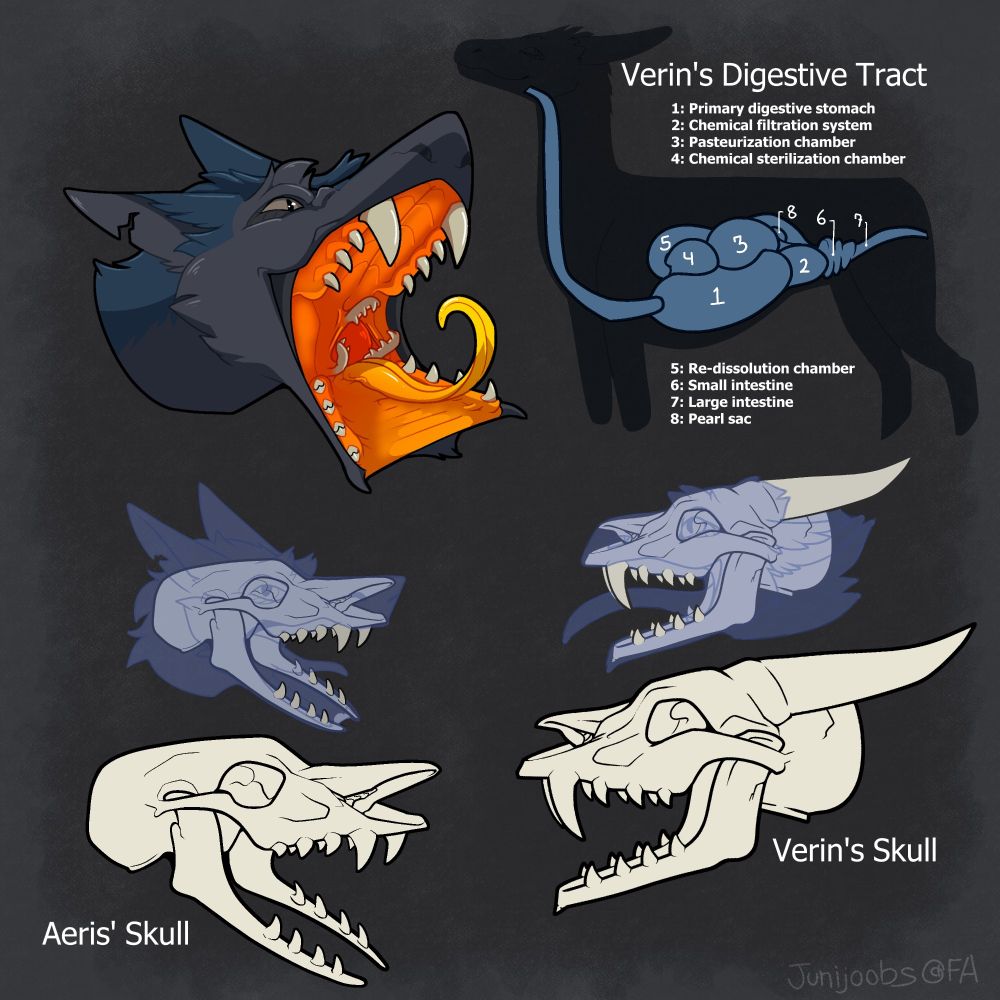 A reference sheet showing a series of 6 images: a skull of a sergal and a dragon, both of which having a split snakelike jaw, two images with an overlay of the heads of the sergal and dragon over the skull; a diagram showing Verin's digestive tract with a multi-chambered system; and a headshot of Aeris with his jaws wide open and split like a snake's, including a set of 3 pharyngeal jaws