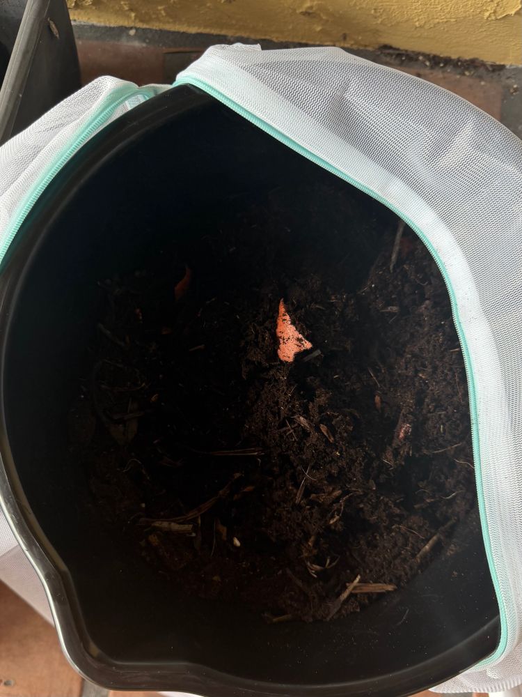 殆ど真っ黒の土でところどころにたまごの殻や茶色い玉ねぎの皮が見えるバケツ1号