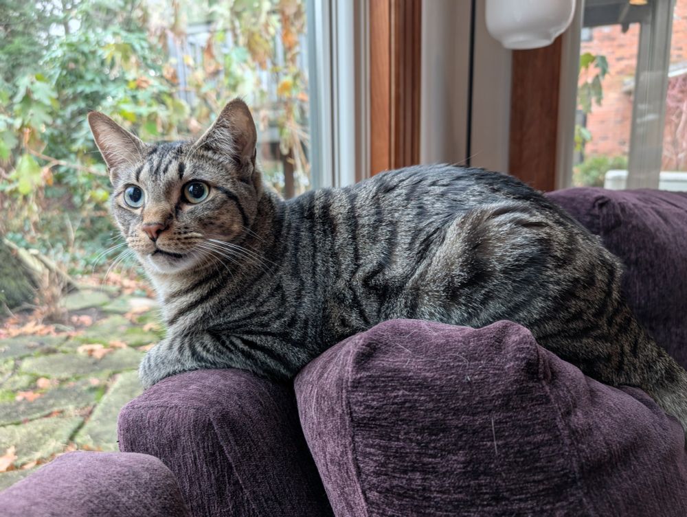 Tabby cat perched on the edge of a sofa close to a window, looking earnest about something in the distance
