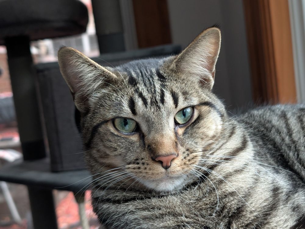 Mackerel looking exceptionally handsome, as is his way.