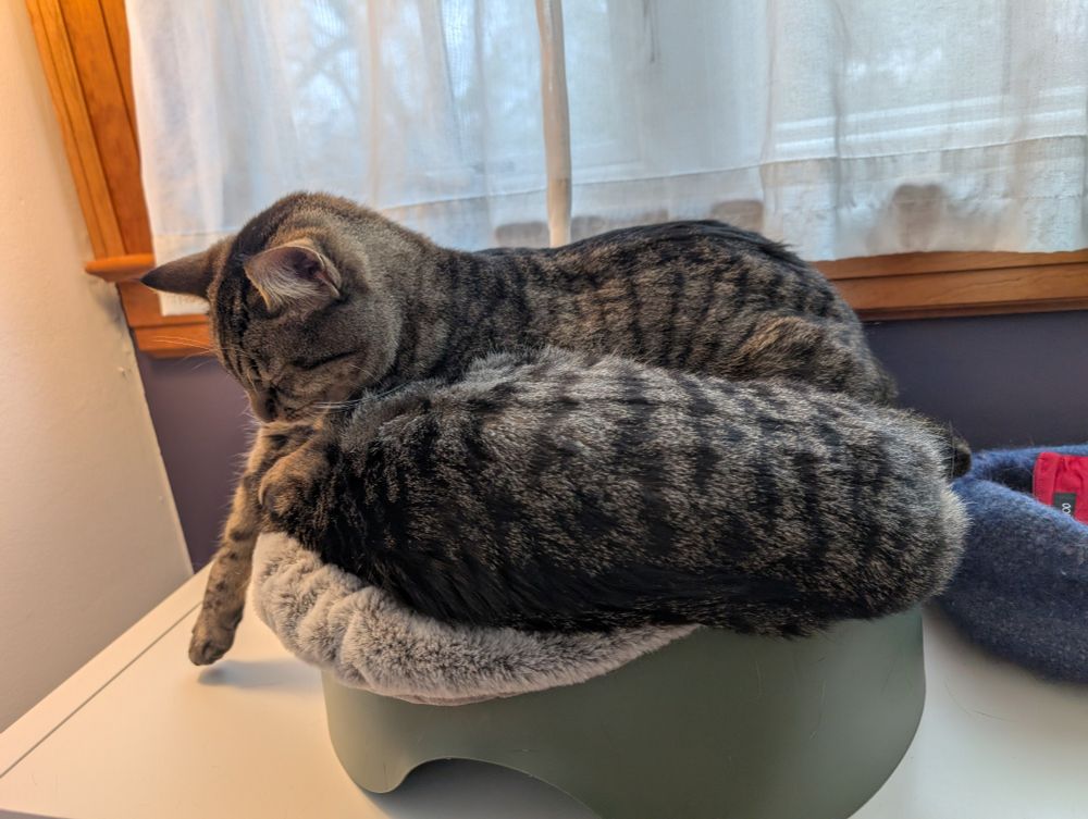 Two tabby cats stacked in a rigid plastic cat bed that was perfectly sized for two when they were kittens and is now ridiculous.