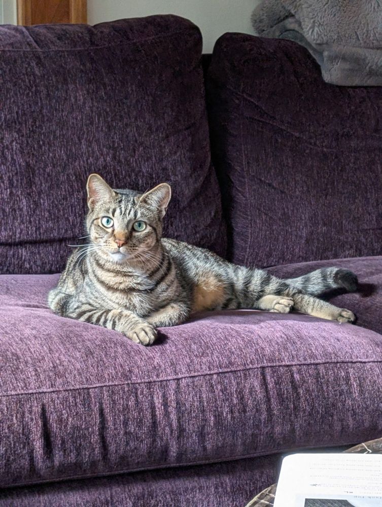 Picture of Mackerel posing & looking handsome