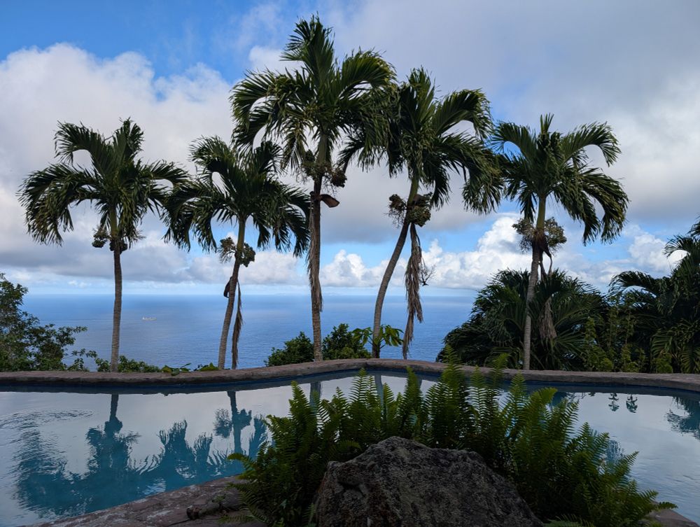 View of swimming pool with palm trees & fluffy clouds beyond, reflected in the pool water.