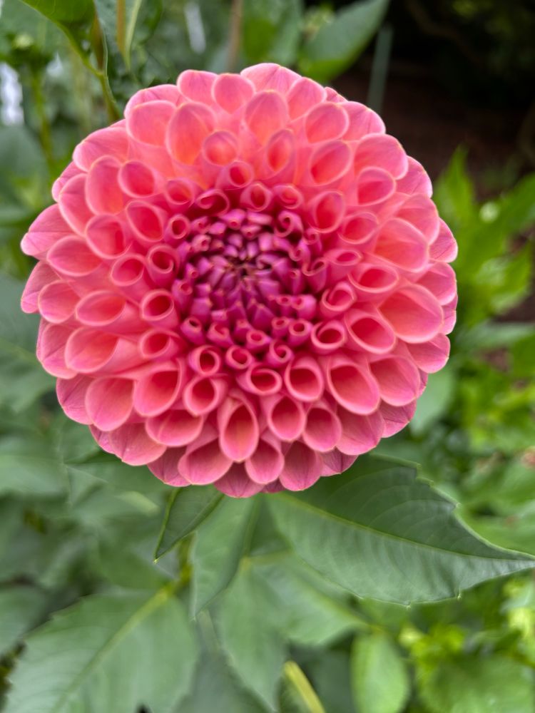 pink dahlia