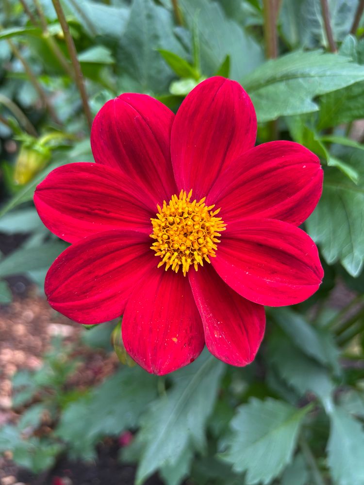 red dahlia
