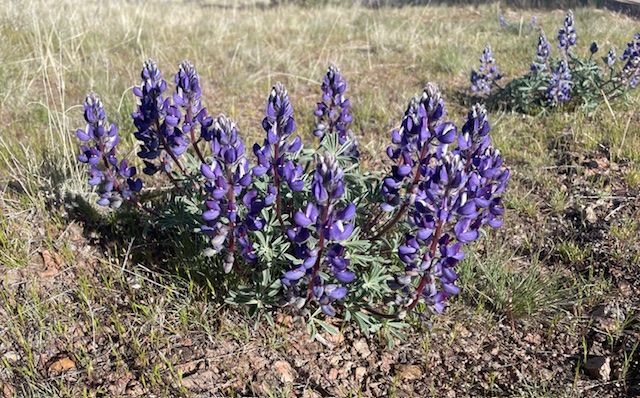 Oregon Lupine