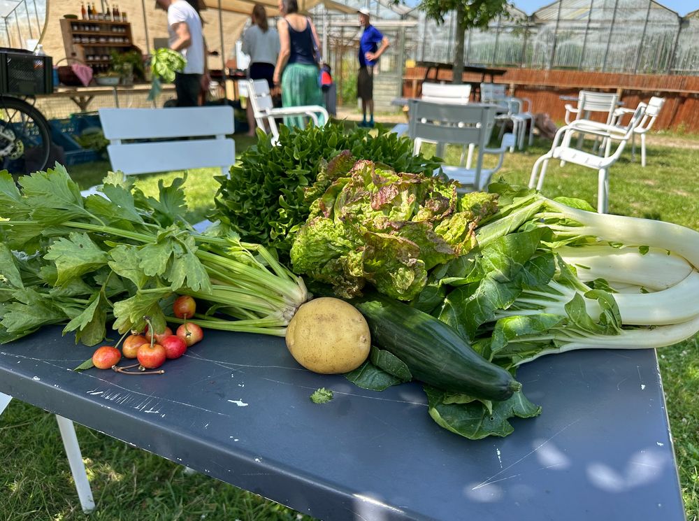 Market produce on a table. Celery, potatoes, cucumber, cabbage, lettuce, cherries. / Marktproducten op tafel. Selderij, aardappelen, komkommer, kool, sla, kersen.