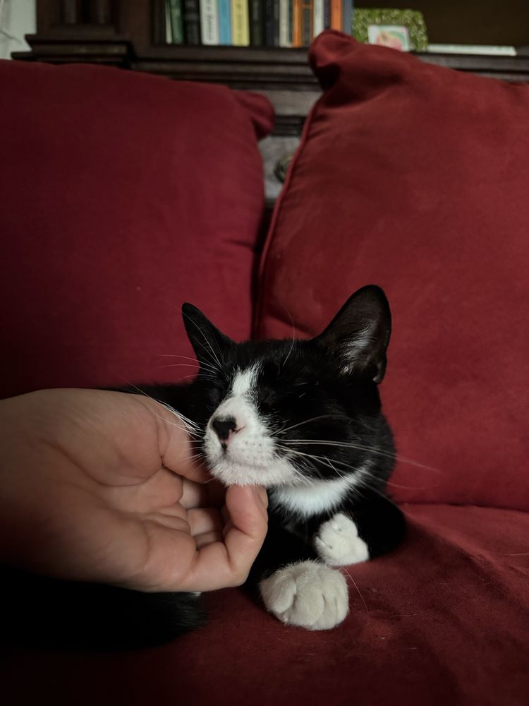 A black-and-white tuxedo cat (THEO) enjoys a gentle chin scratch while relaxing on a red couch, eyes closed in contentment.