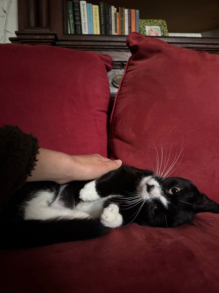 The same tuxedo cat lies playfully on its back on the red couch, one paw raised, while a hand pets him.
