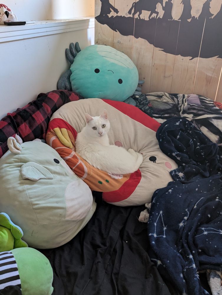 Obi curled up on a giant ramen squishmallow