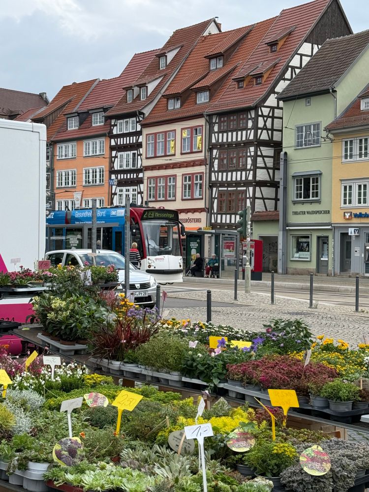 Blick über einen bunten Marktstand auf eine Häuserzeile am Domplatz. Die Häuser sind drei- und vierstöckig mit roten Spitzdächern und zum Teil aus Fachwerk. Davor eine Straßenbahn.