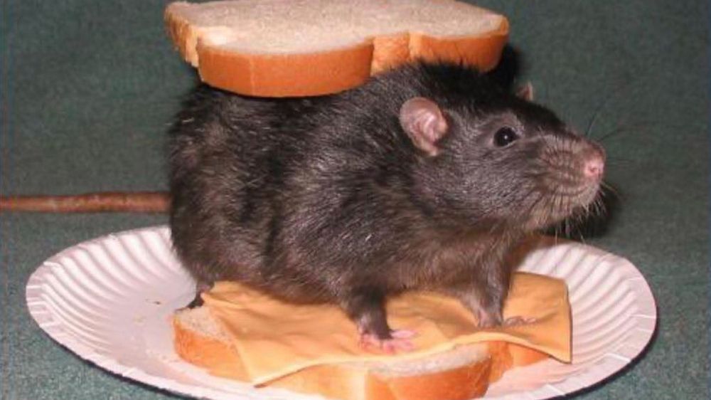 Hi I don't know who's rat this is but they are adorable