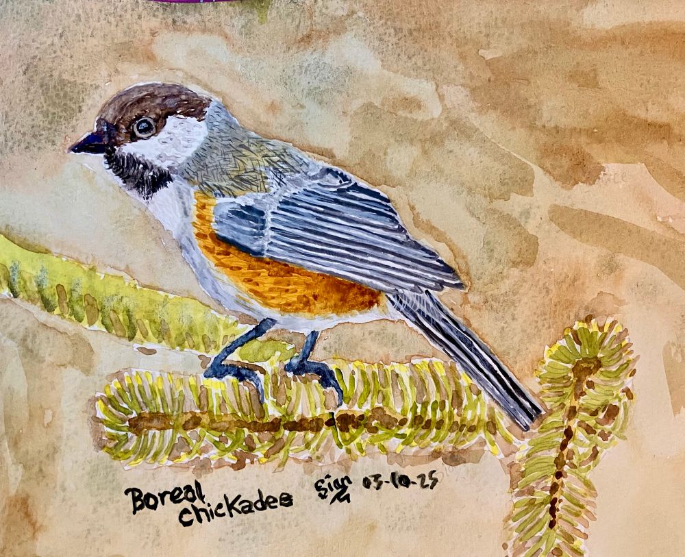 A watercolour painting of a Boreal Chickadee found in North America, Alaska and Canada perched on a fir tree. The bird has a brown cap with white on the sides of its head with a black throat. The upper chest is white. It has mostly grey wings and an orange-brown belly with some grey feathers on the lower belly. The background is a light brown.