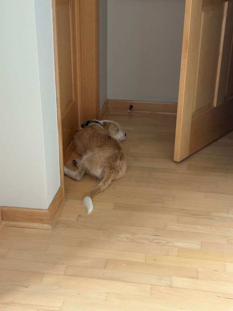 a dog laying in a hallway right next to a closed door