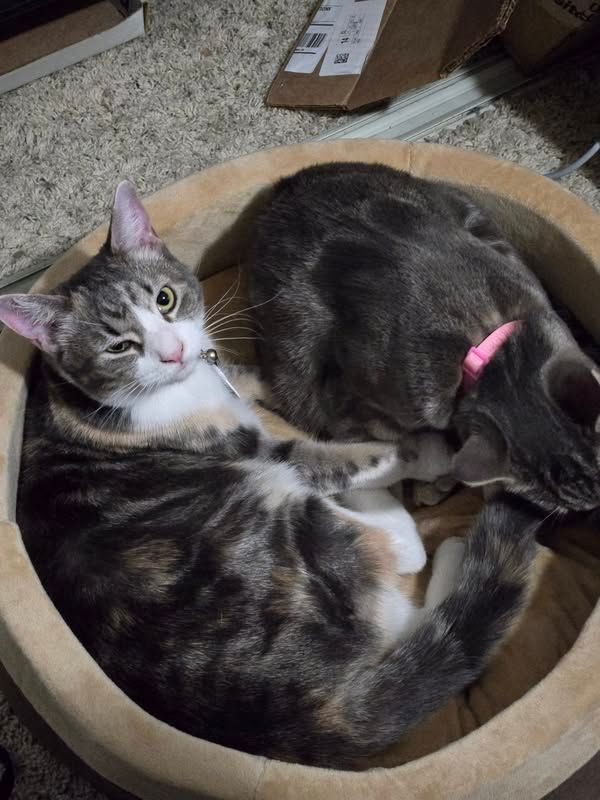 Two young cats sharing a cat bed. The one on the left is a calico and giving the camera the stink eye. The one on the right is a silver tabby and is otherwise occupied grooming her sister.