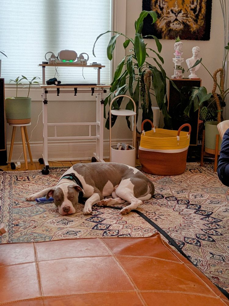One year old American Bulldog mix sleeping on the floor with his plastic bone