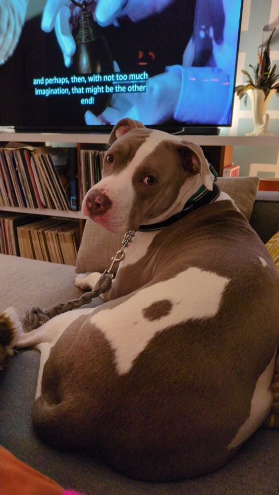 Photo of a white and tan American bulldog mix lying on a couch.
The white markings on his back resemble a fire hydrant