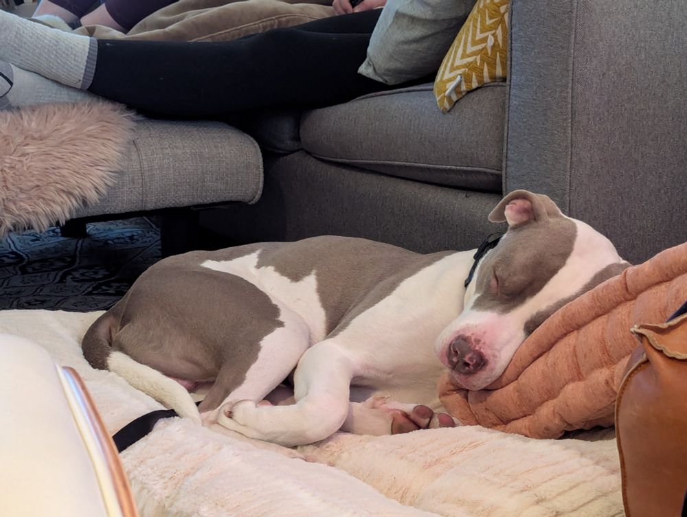 A grey and white puppy sleeps soundly on a dog bed with his head on a pillow