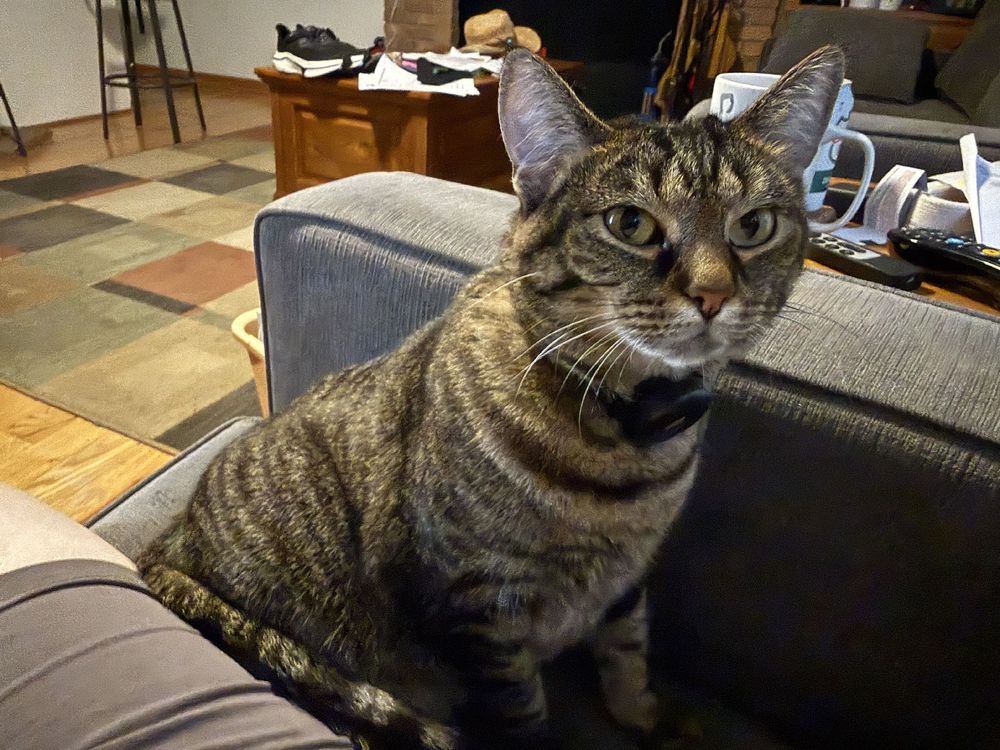 A smol brown tabby sits next to her primary hoomin in an armchair. She tolerates being held like a li’l babby, but exits the area with the quickness if she’s placed on a lap or chest.

She prefers lying on the feets of her hoomins when in bed. This is some kind of territorial thing.