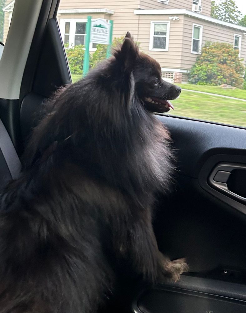 Gurgi looking out the car window.