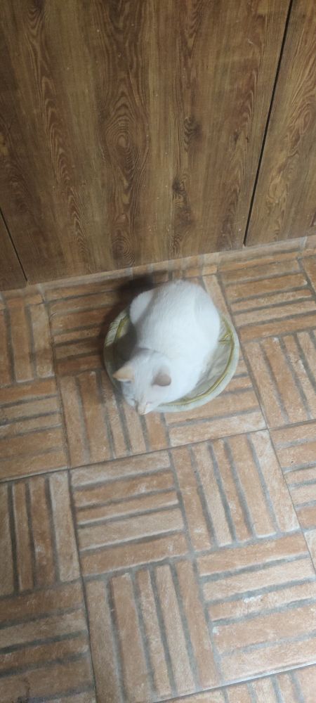 A white kitten sitting in a plate on the floor 
