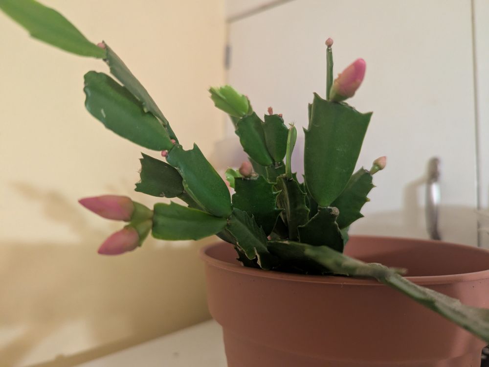Cacti Daytona. He's just a regular Christmas Cactus