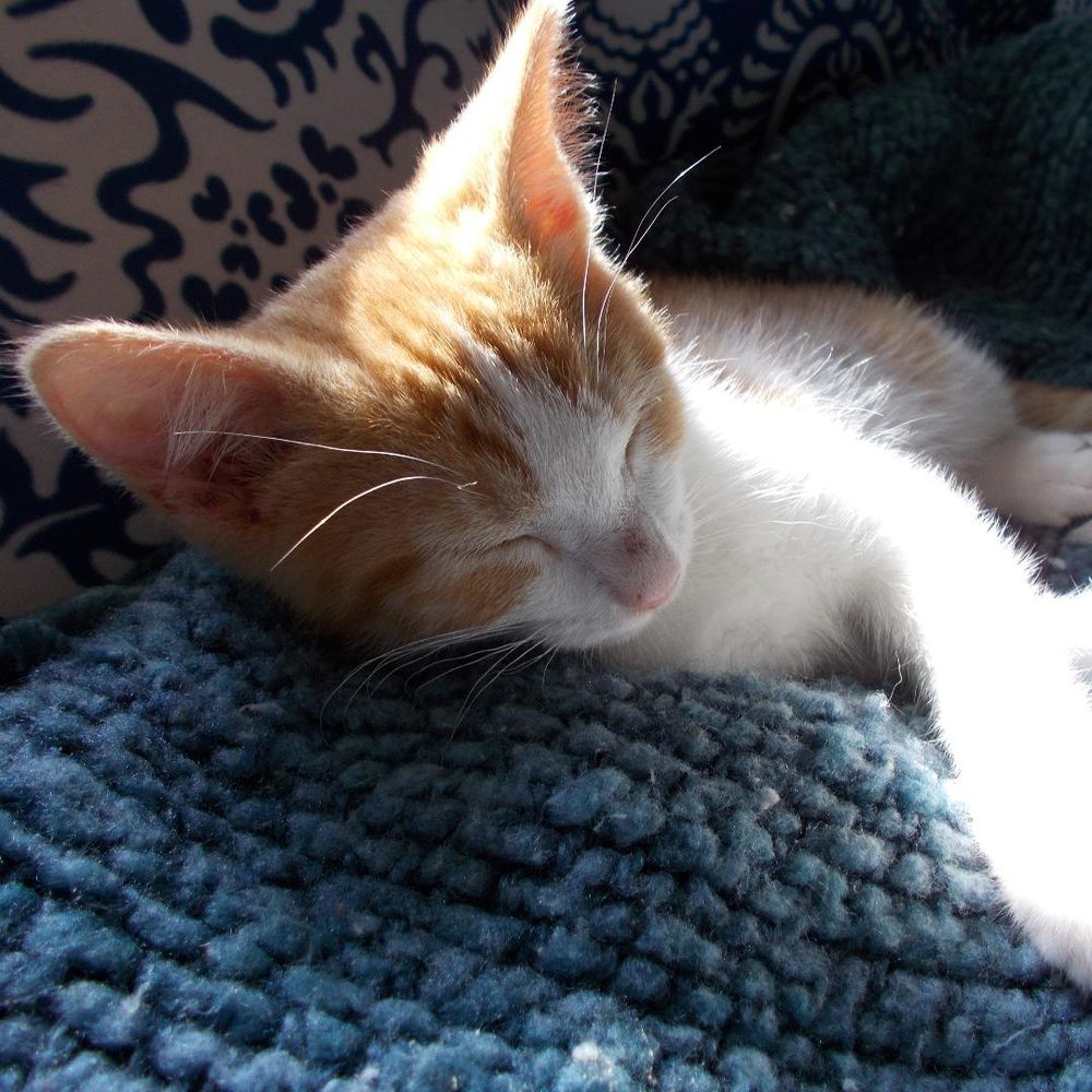 Happy #Caturday from Ollie. Baby pictures are the best! Take good care and be sweet.❤️