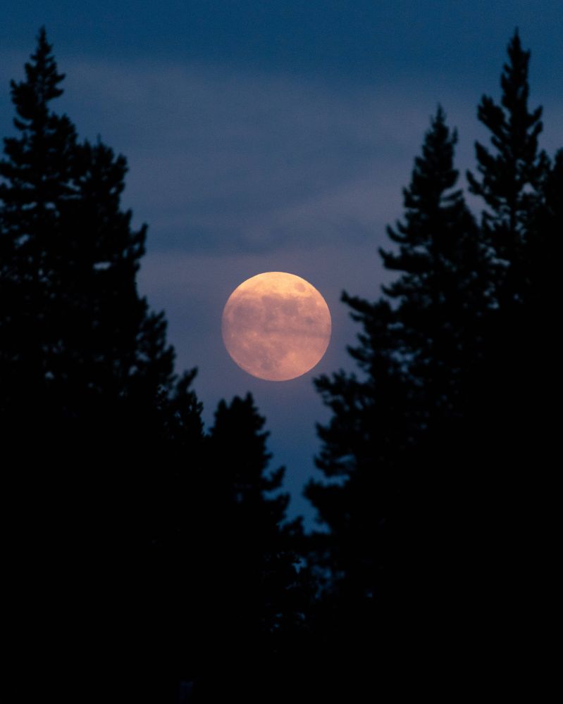 Tonight we will all be graced by a full moon. Might just be time for a bit of moon dancing. Take care and have a wild heart.❤️