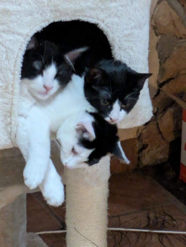 Happy Saturday #Caturday! Have a playful weekend. Take care.❤️