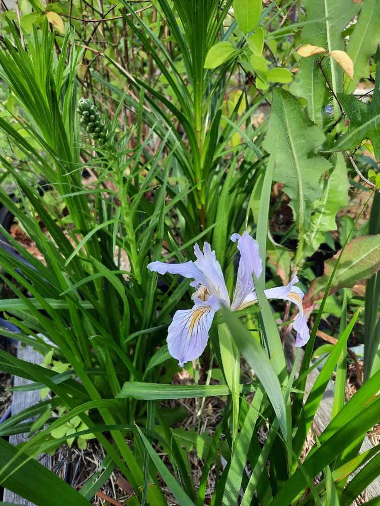 A very good last day of July BlueSky folks. I's cooler today and the last Iris is blooming. Hope you are having a bit of time to just hang out with a flower. Have a happy heart and take good care.❤️