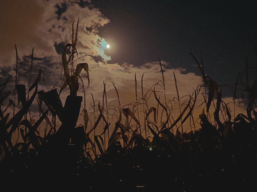 A nighttime scene of a cornfield silhouetted against a glowing sky. The full moon shines through drifting clouds, casting a soft yellow-orange hue that contrasts with the dark stalks of corn reaching upward. The light filters through the clouds, creating a moody and cinematic atmosphere.