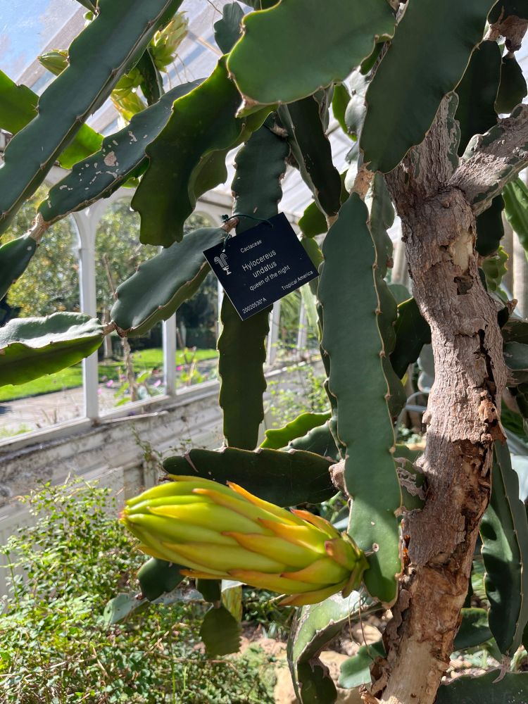 Close up of cactus flower, not in bloom. Sign reads: Queen of the night. 
