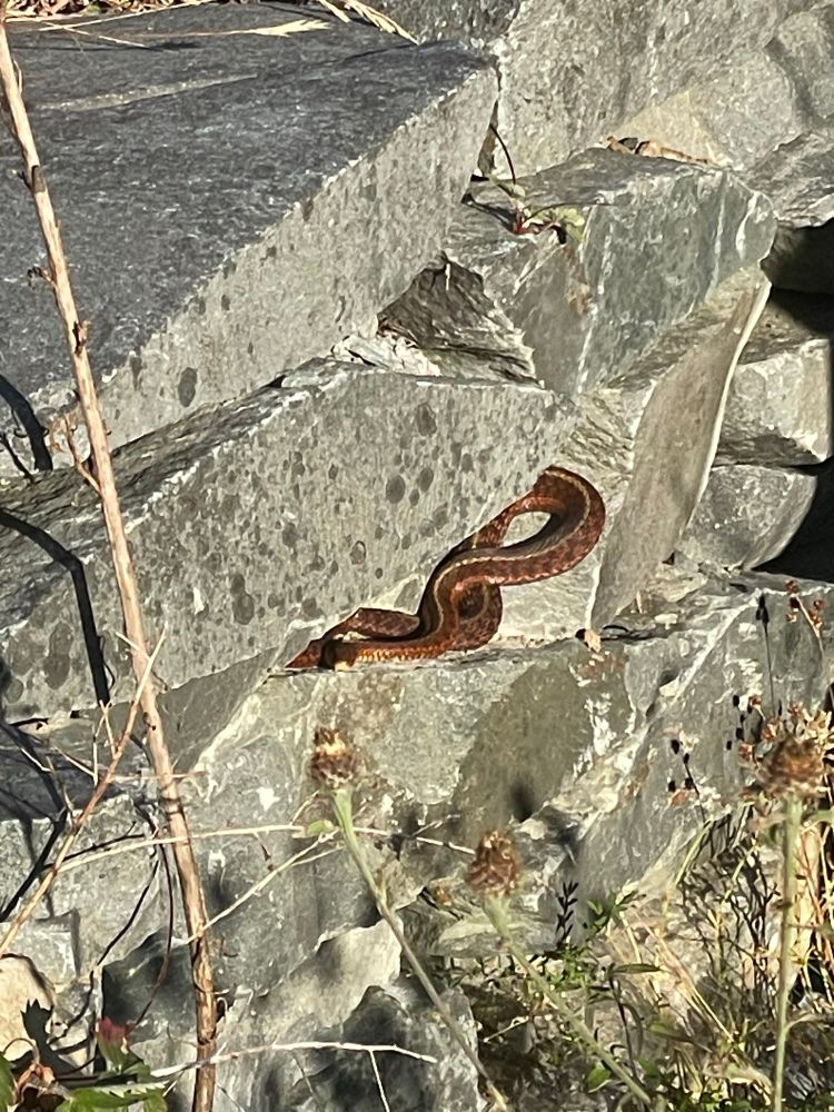 A medium sized garter snake warms herself on some rocks 