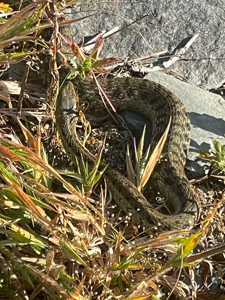 A small garter snake warms herself on some rocks, she is partially hidden in grass 