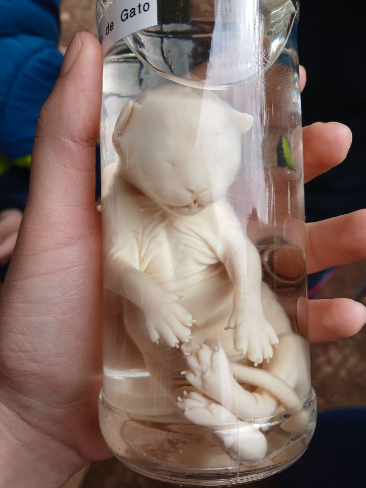 Feto de gato conservado em um pote de vidro com álcool