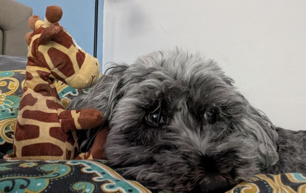 A dog lying on a bed with it's toy giraffe next to her head.