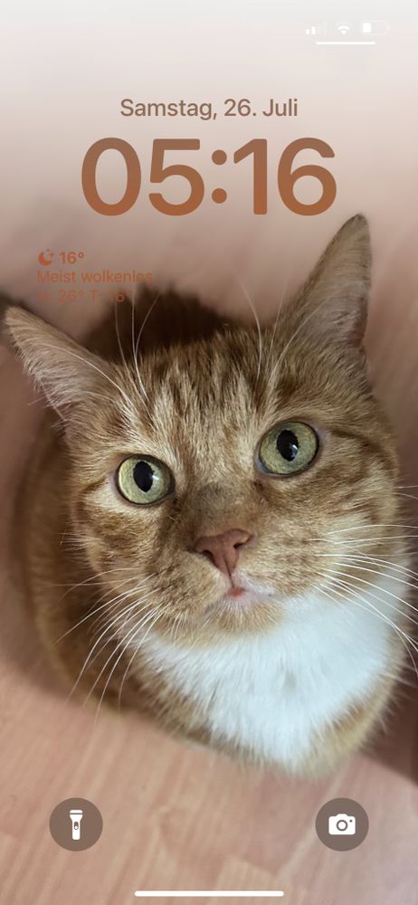 A red and white cat sitting on the floor and looking straight up to the camera.