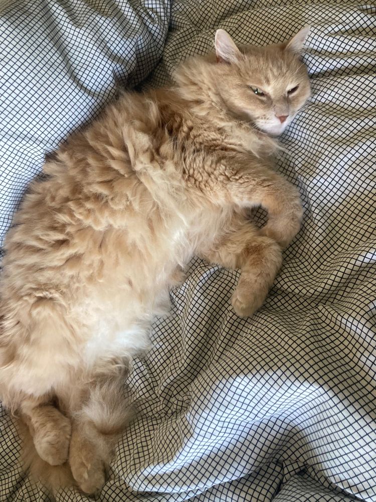 A fluffy dilute orange cat with curled paws showing off his soft tummy. (It’s probably a trap)