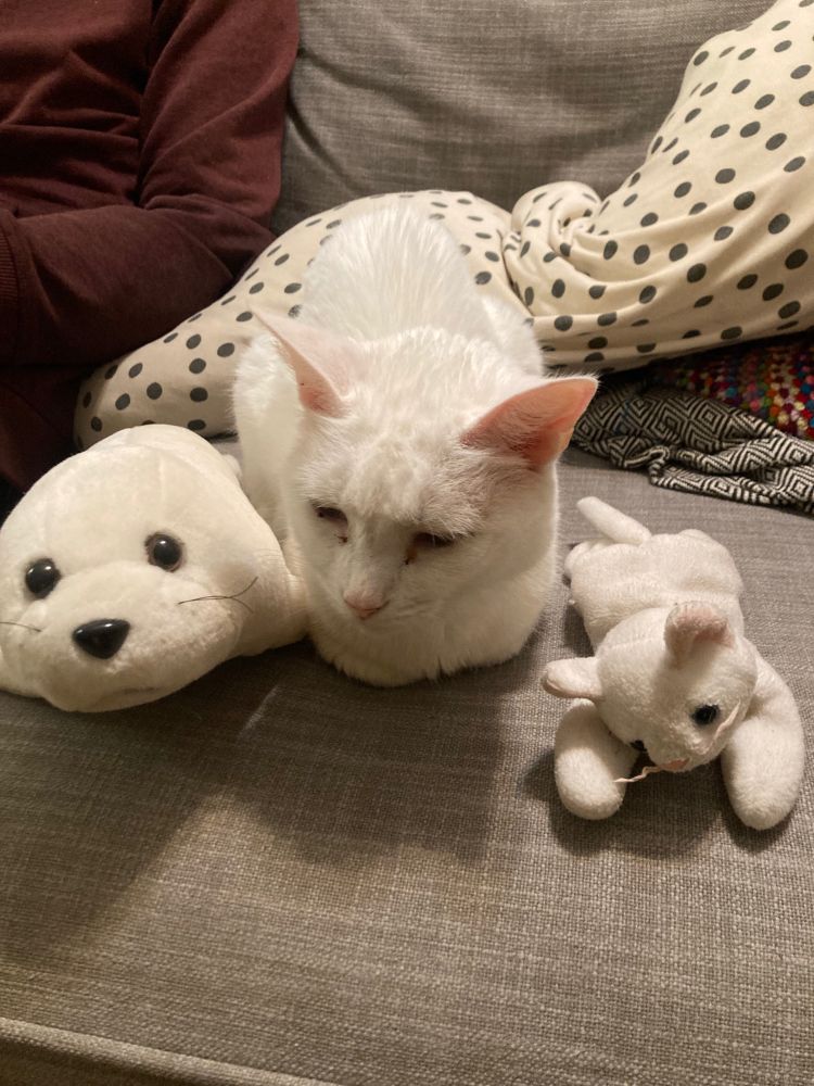 Three all white creatures in loaf form: a seal pup stuffy, an elderly grumpy cat, and a beanie baby cat 