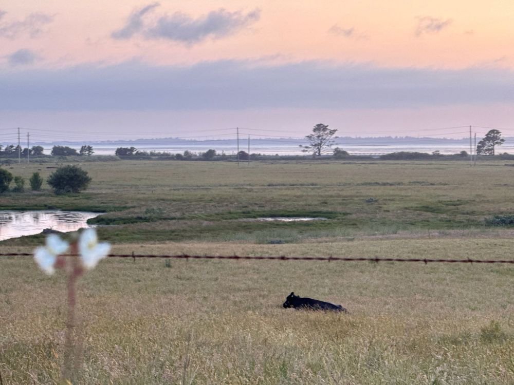 Photograph of a black cow laying down in a field. The lighting shows that the sun is beginning to set. Behind the cow is a small body of water. A larger body of water can be seen in the distance. In the foreground, out of focus, is a white flower and a wire from a barbed-wire fence.