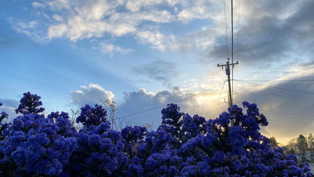 Photograph of a bush with purple flowers. Behind them is a telephone pole. The sky is doing crazy beautiful stuff.