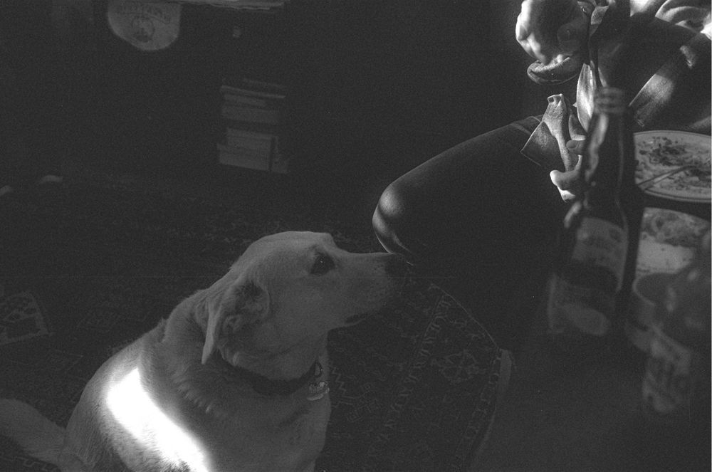 Black and white photograph of a dog looking at his owner. 