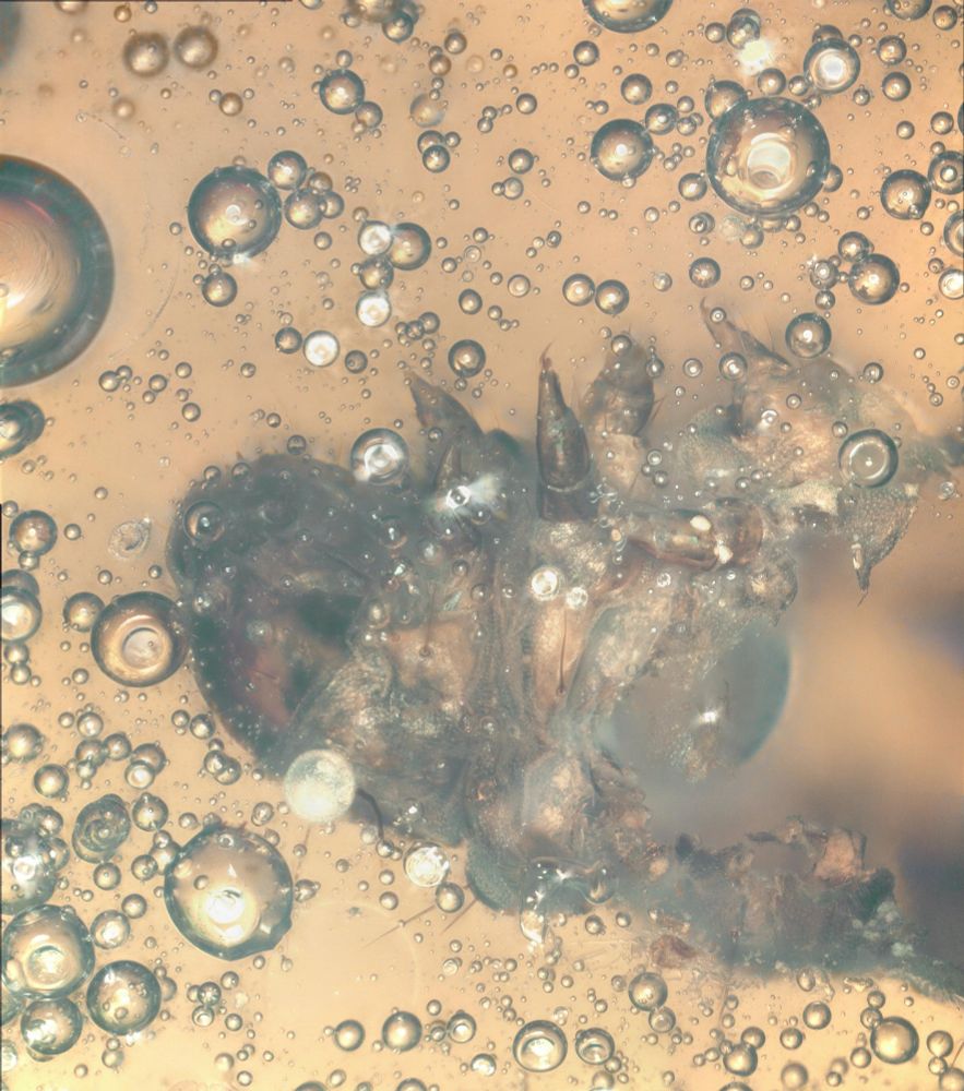 Adelidae caterpillar in  head in Dominican amber