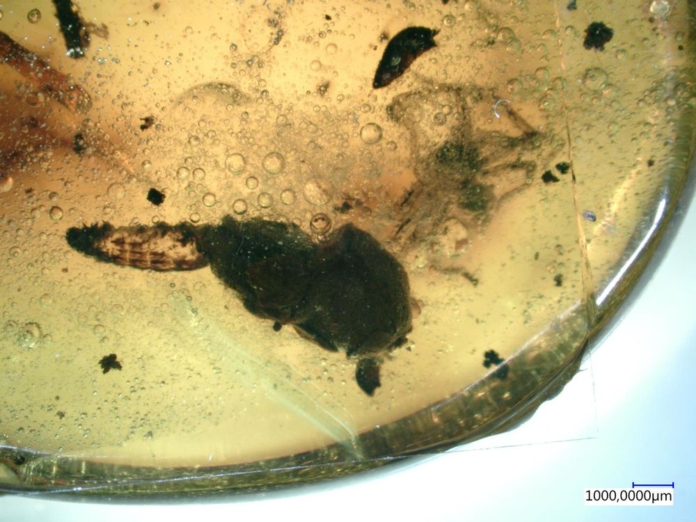 Adelidae caterpillar in Dominican amber, carrying protective case from plant material