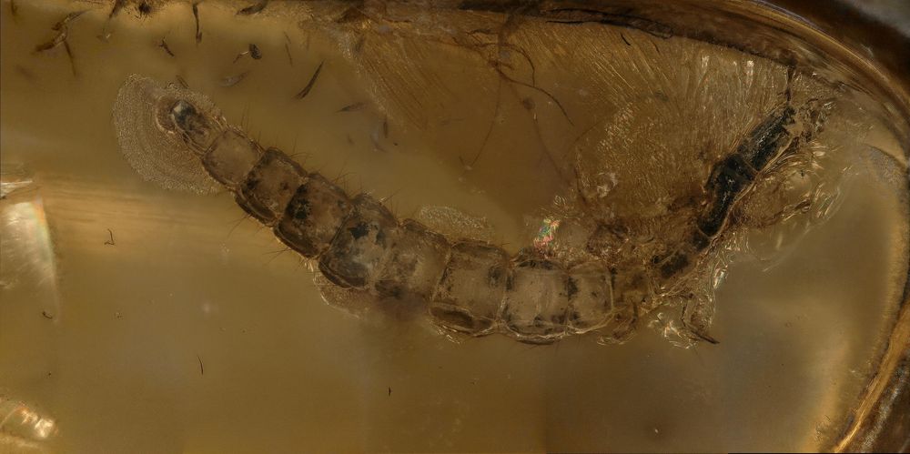 Snake fly larvae in ambe